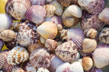 Shells, top view clipart