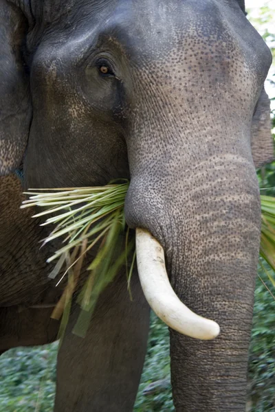 Слон! — стоковое фото