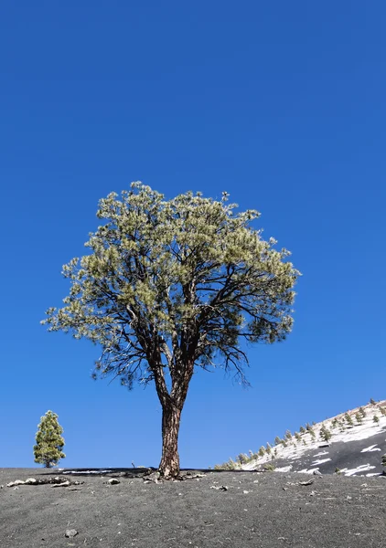 Lone pine tree — Stock Fotó