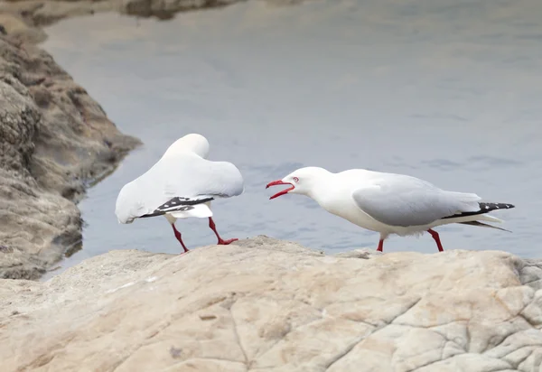 Red-Billed Gulls — Stock Photo, Image