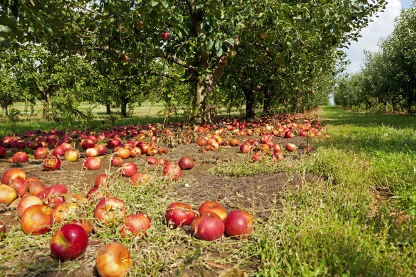 Яблоки на земле — стоковое фото