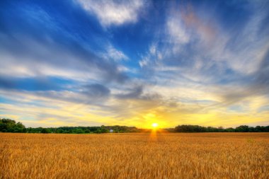 Wheat sunset clipart