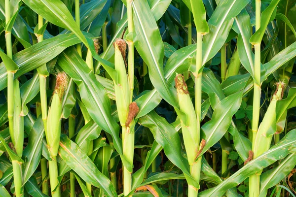 Stosy kukurydzy — Zdjęcie stockowe
