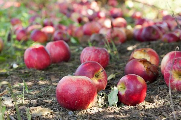 Яблоки на земле — стоковое фото