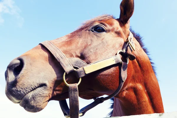 Koń na farmie — Zdjęcie stockowe