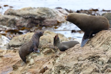 Deniz Aslanları'nın hayatı