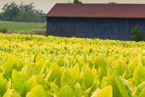 Tobacco farm — Stock Photo, Image