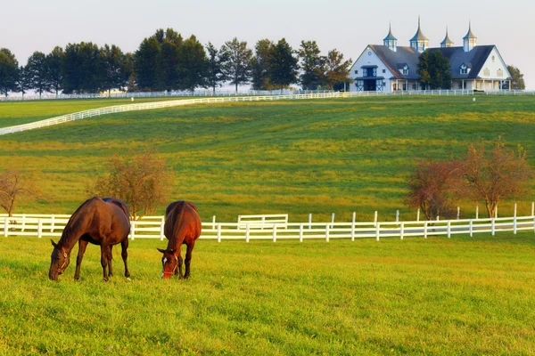 Pferde auf dem Bauernhof Stockfoto