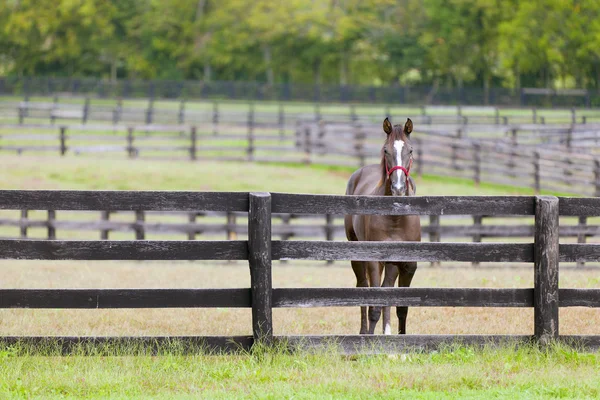 Cavalo em uma fazenda — Fotografia de Stock