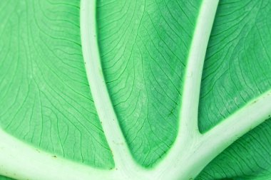 Leaf Macro clipart