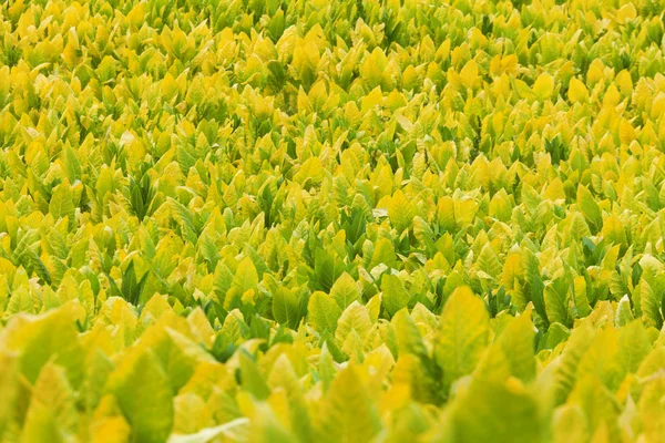 Plantas de tabaco — Foto de Stock
