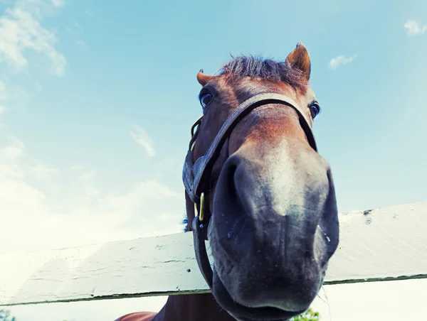 Pferd hautnah — Stockfoto