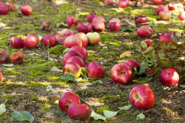 땅에 있는 사과 — 스톡 사진