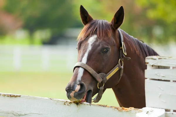 Kůň na farmě — Stock fotografie