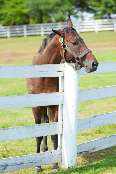 Paard op een boerderij — Stockfoto