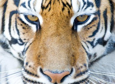 Tiger staring at you clipart