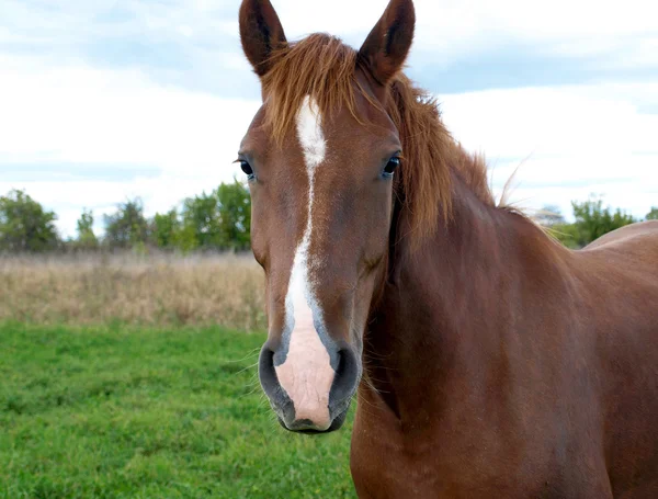 Cavalo castanho — Fotografia de Stock