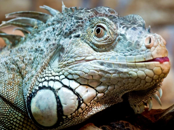 stock image Iguana