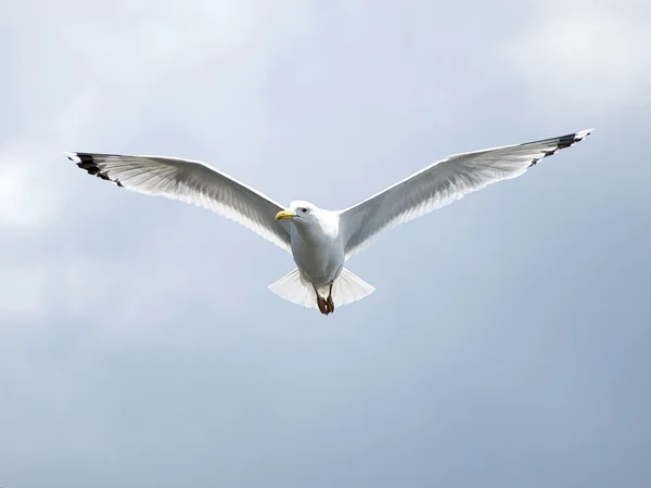 stock image Seagull