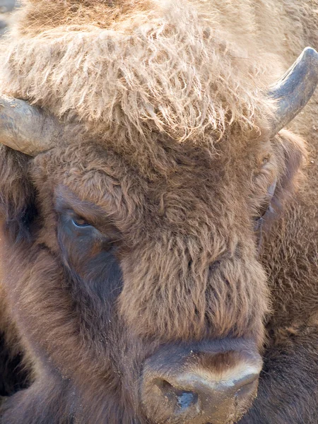 Enorme bisonte —  Fotos de Stock