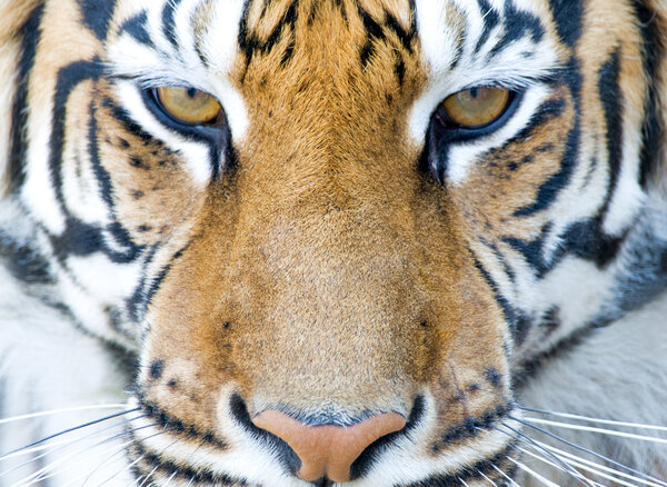Tiger staring at you