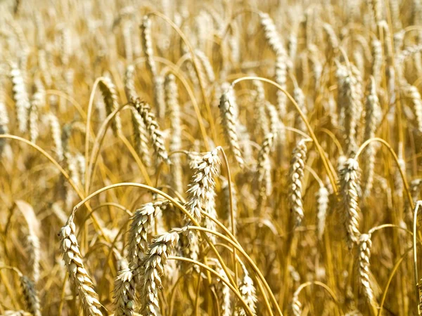 stock image Ears of wheat