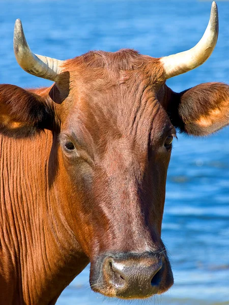 Brown cow — Zdjęcie stockowe