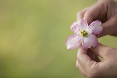 Kızılcık bloom holding