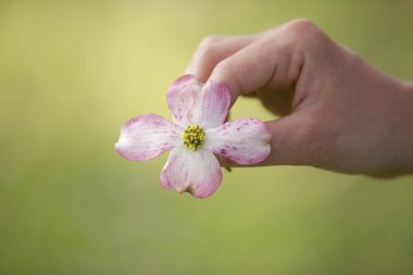 Kızılcık bloom