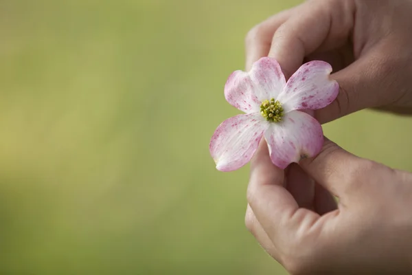 Kızılcık bloom holding — Stok fotoğraf