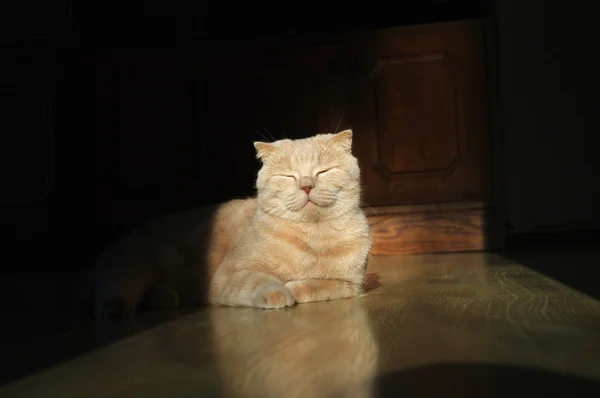 Brytyjski kotek kłamliwy — Zdjęcie stockowe
