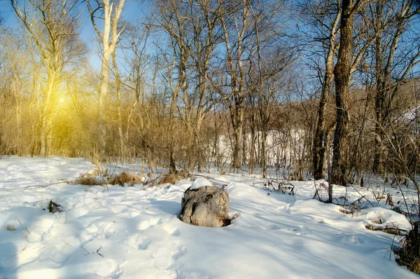 Inverno paisagem nevada — Fotografia de Stock