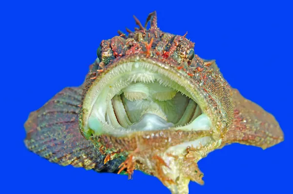 Gobius ryb — Zdjęcie stockowe