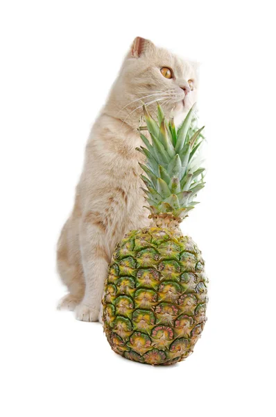 Кот с ананасом — стоковое фото