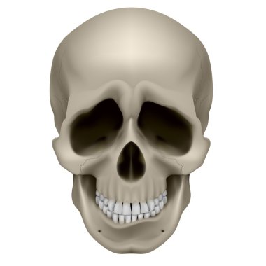 Human Skull clipart