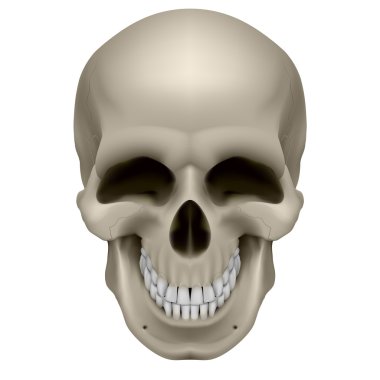 Human Skull clipart