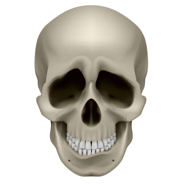 인간의 두개골 — 스톡 벡터