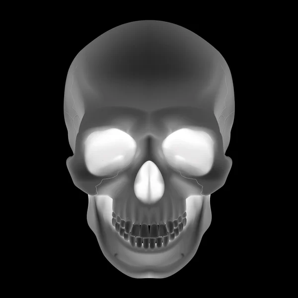 Human Skull — Stock Vector