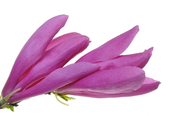 Violetti kukka kukinta — kuvapankkivalokuva