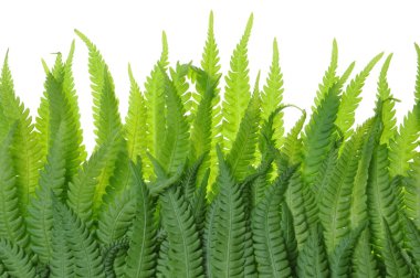 Fern leaves on a white background clipart