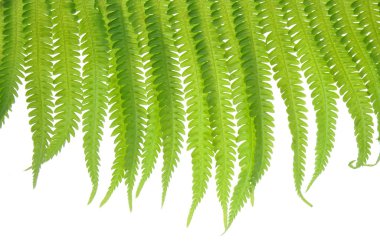 Fern leaves clipart