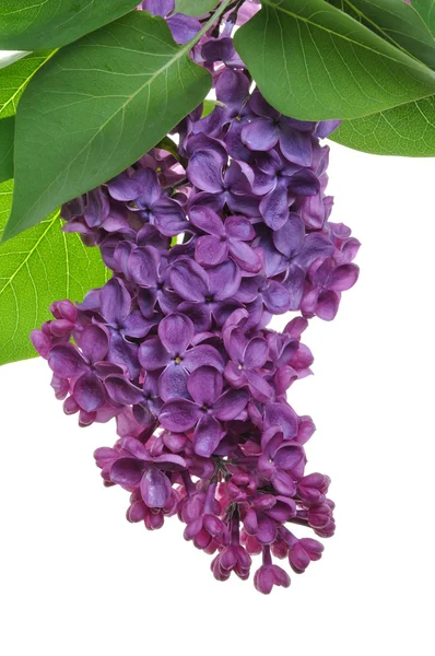 Violet lila en groene bladeren — Stockfoto