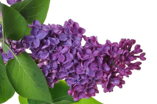 Lilak fioletowy — Zdjęcie stockowe