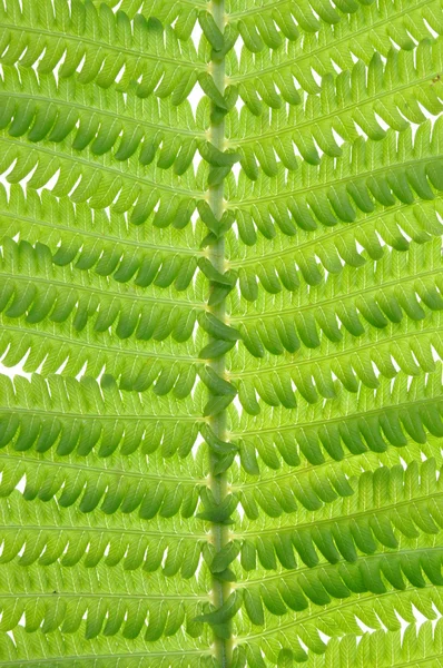 Blad fern — Stockfoto