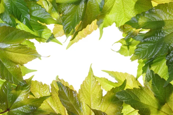 Frame leaves of the vine — Stock Photo, Image