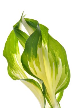 Hostas leaves decoration isolated clipart