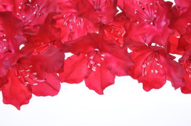 Petals of red rhododendron flower clipart