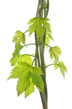 Hops vine plant young leaves clipart