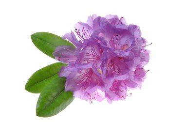 rhodedendron mor çiçek