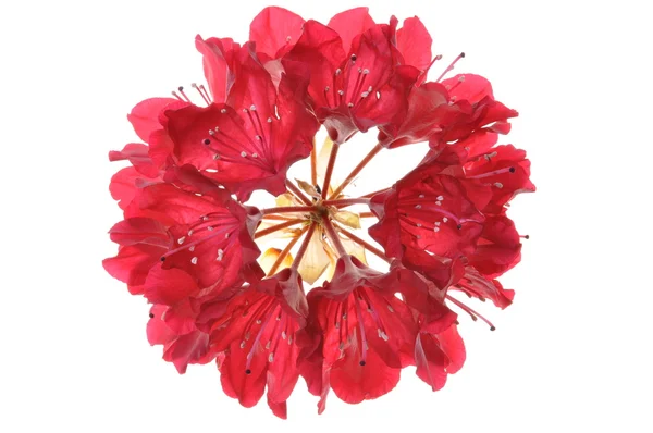 Kvetoucí červený květ — Stock fotografie